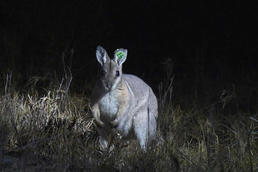 Bridled nailtail wallaby at night at Avocet Nature Reserve in central Queensland