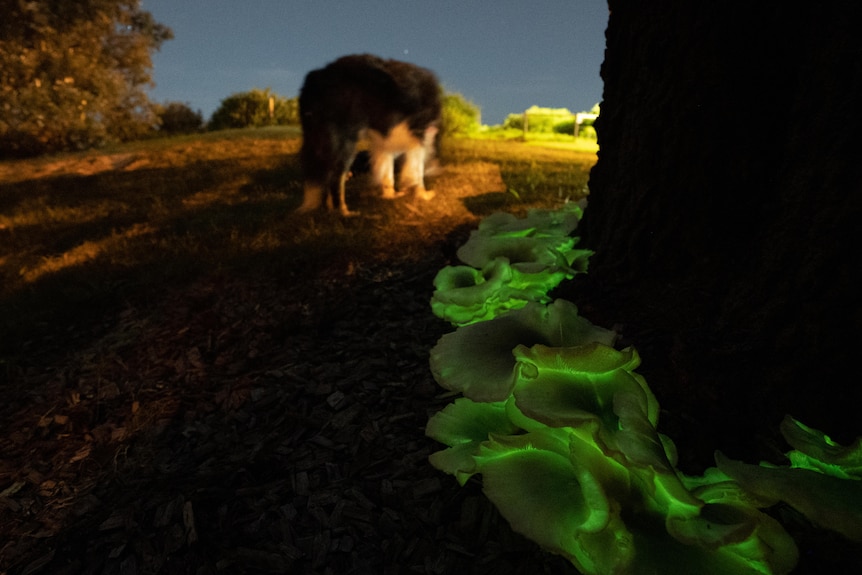 Green glowing mushrooms at the base of a tree with a dog nearby