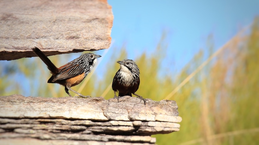 Two small birds perched on a flat rock on a sunny day. 