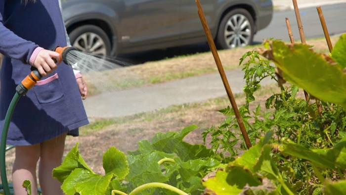 Young girl watering a vegie garden with hand-held garden hose