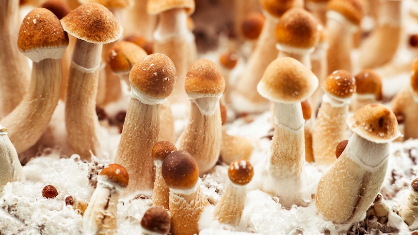 Cultivated psilocybin mushrooms - an aid to philosophy?