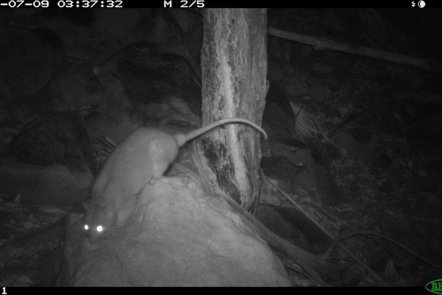 a night vision photo of a possum on a rock