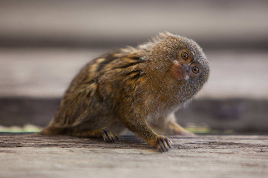 Marmosets stolen from NSW wildlife park