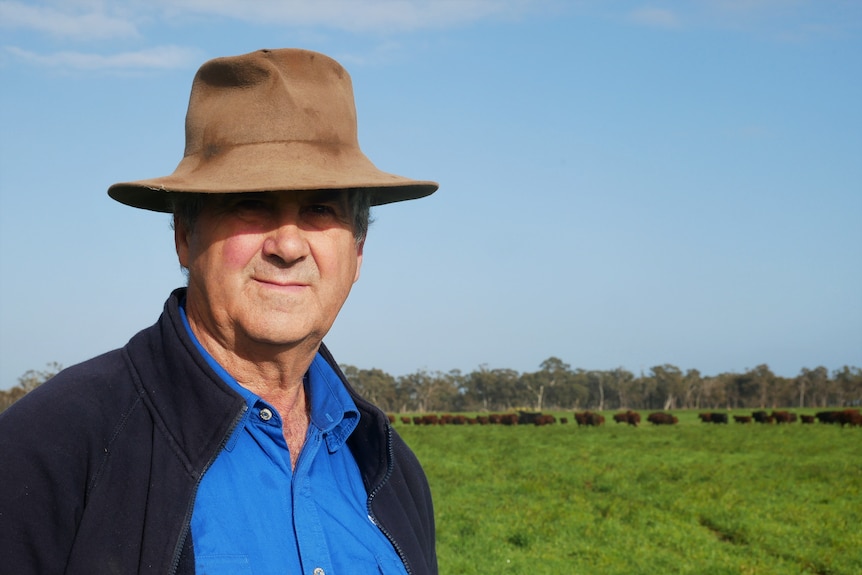 Man standing with cows behind him.