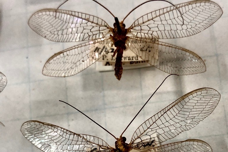 predatory wasp in display case