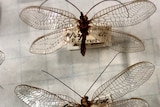 predatory wasp in display case