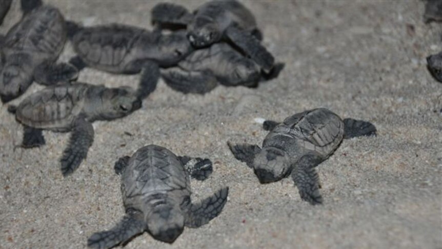 Turtle hatchlings emerge from their nest