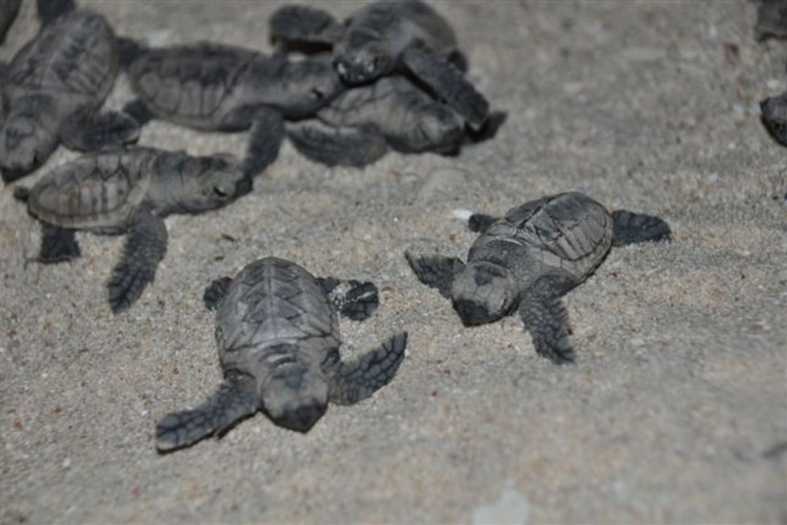 Turtle hatchlings emerge from their nest