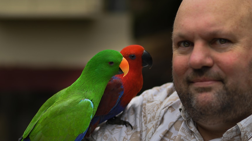 A green parrot with an orange beak and a red parrot sit on the shoulder of a man who is staring at the camera with a smile. 