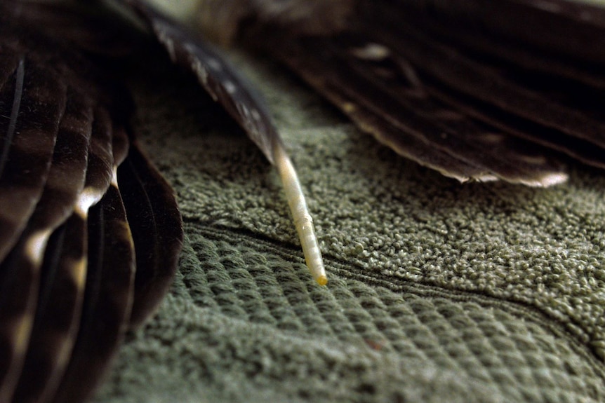 A close-up shot of bird feathers