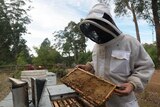 Pemberton beekeeper Michael Cernotta suited up checking on his bees.