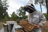 Pemberton beekeeper Michael Cernotta suited up checking on his bees.