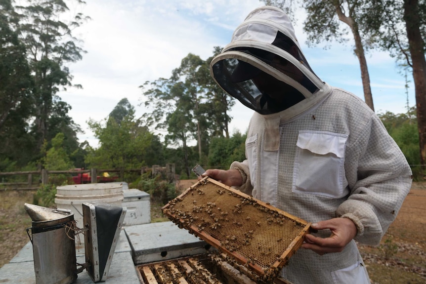 Pemberton beekeeper Michael Cernotta suited up checking on his bees.