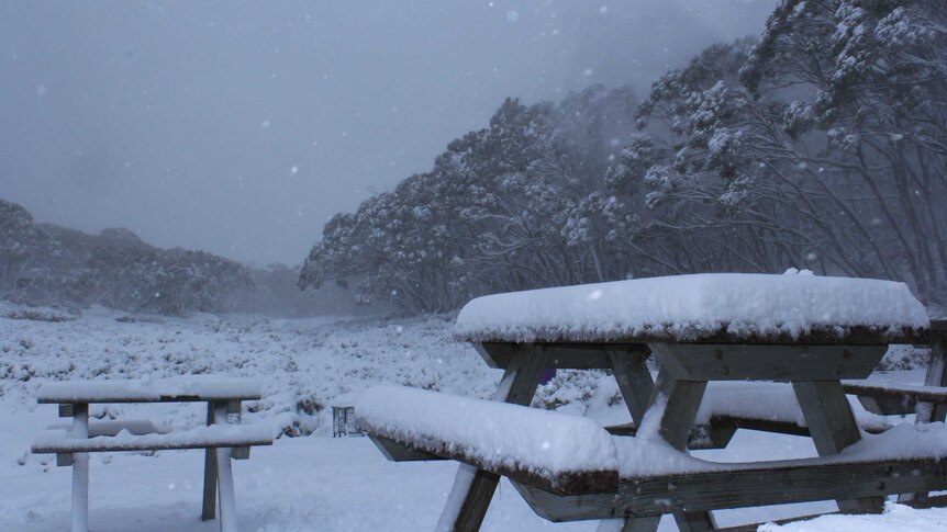 Snow falls on a grey morning, blanketing a table and the ground in thick powder.