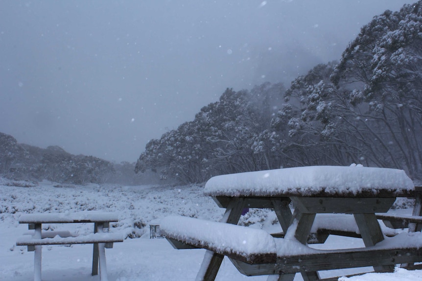 Snow falls on a grey morning, blanketing a table and the ground in thick powder.