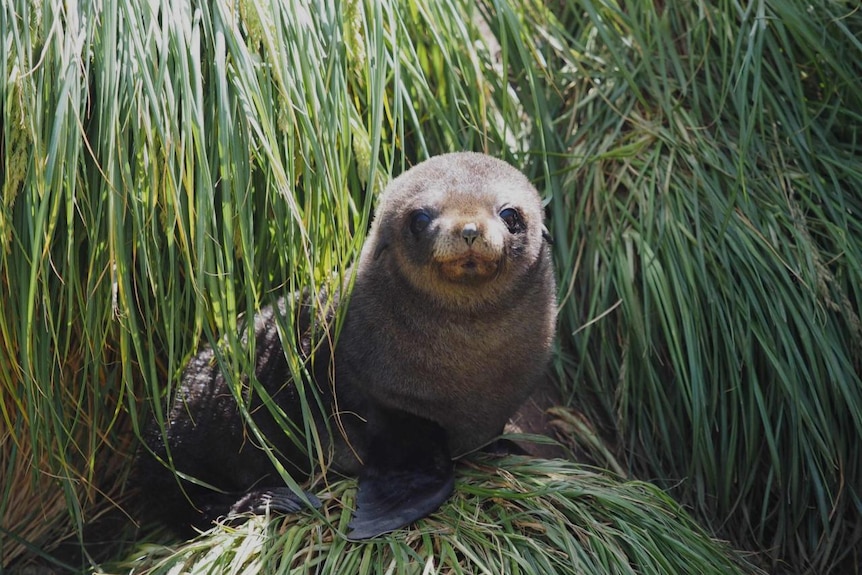 Cute fluffy baby seal on grass looking adorably at camera