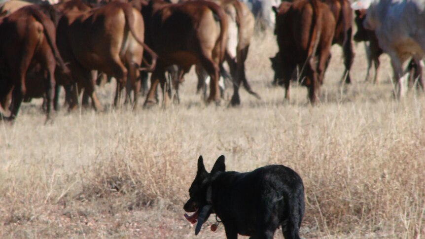 A dog in the foreground droving cattle in the background