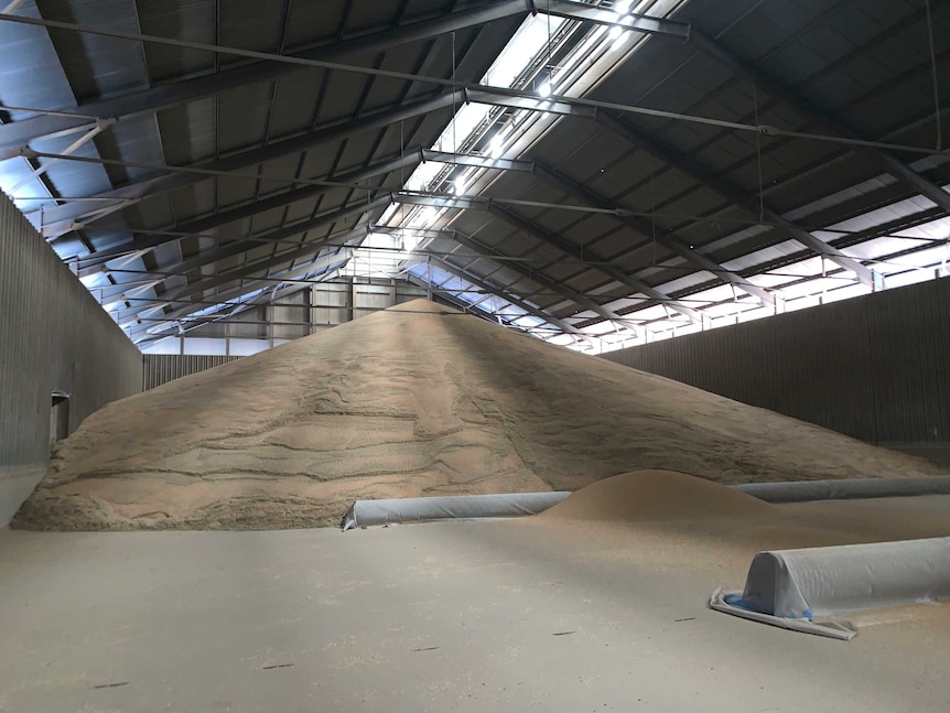 A pile of wheat in a grain shed.