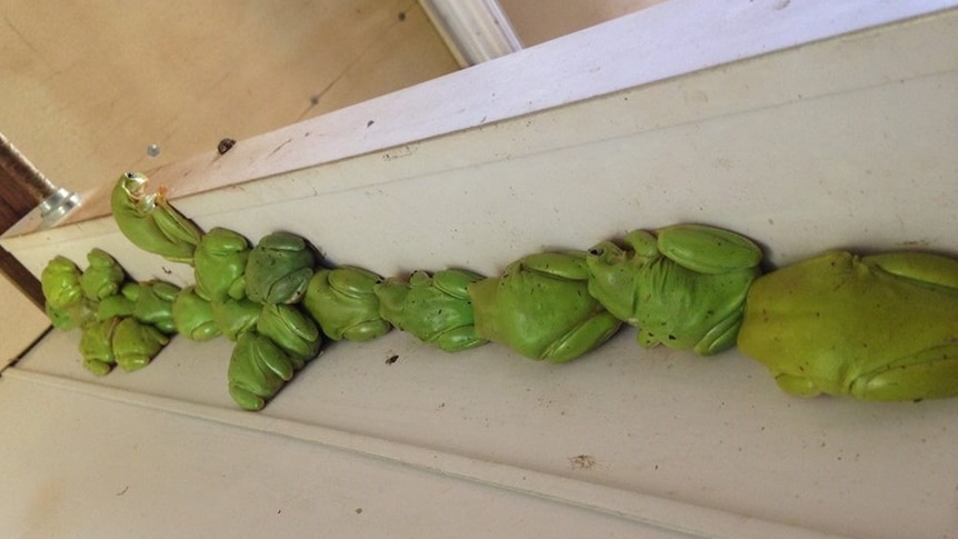 Green tree frogs lining the corner of a wall.