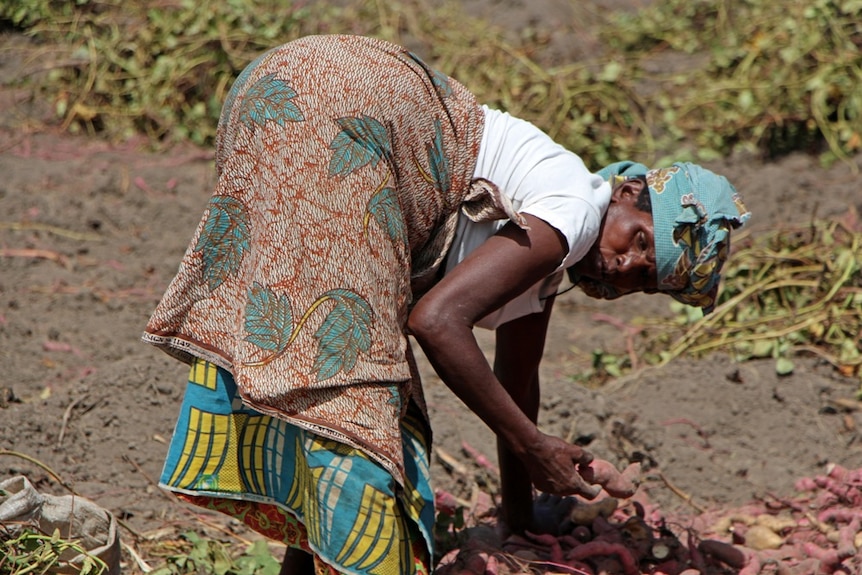 A man slashing at a sweet potato crop