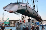 A whale is pulled up on a boat by netting as whalers stand nearby