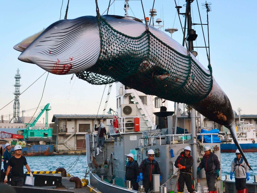 A whale is pulled up on a boat by netting as whalers stand nearby