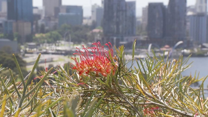 Pink flower with cityscape in background