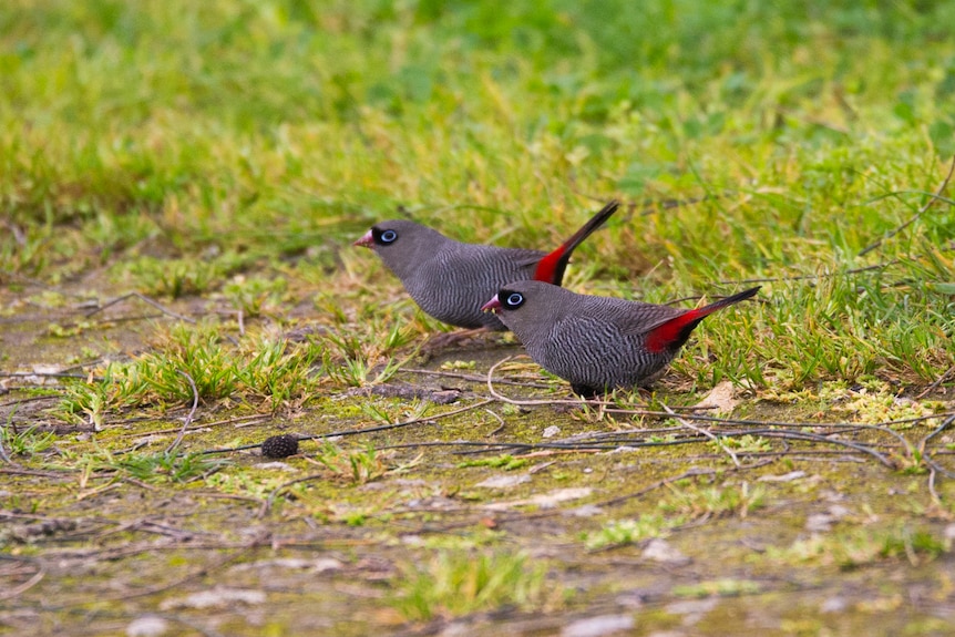 Two dark grey birds with red tails stand next to each other on the ground.