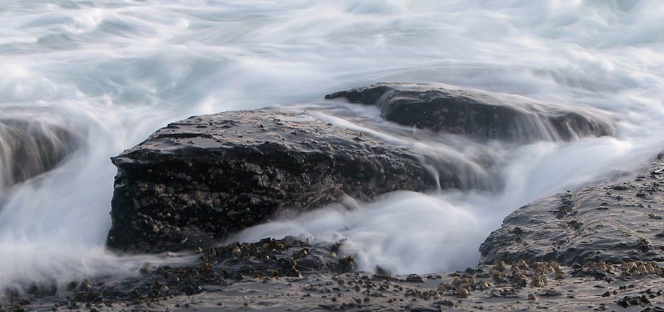 Barnacled rock at Depot Beach, New South Wales