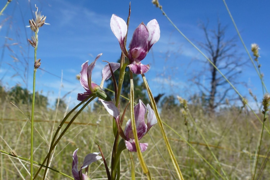 A flower grows in grazing land