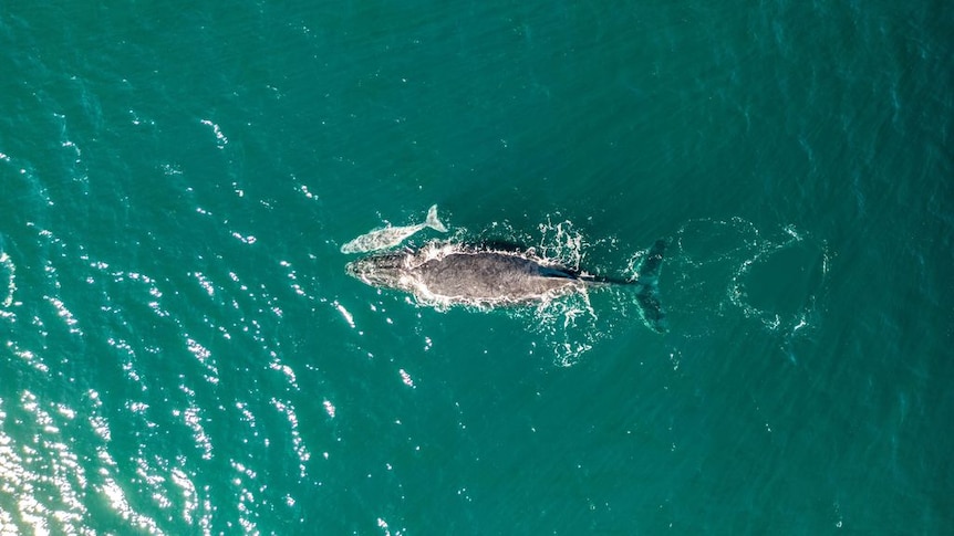 Mother whale and newborn calf swimming off Coffs Harbour - ABC News