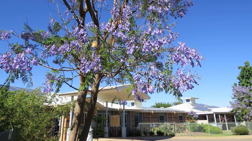 jacaranda trees in full purple bloom in the foreground of a building
