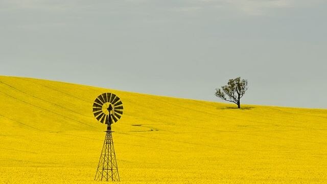 A large paddock of flowering canola with a windmill in it.