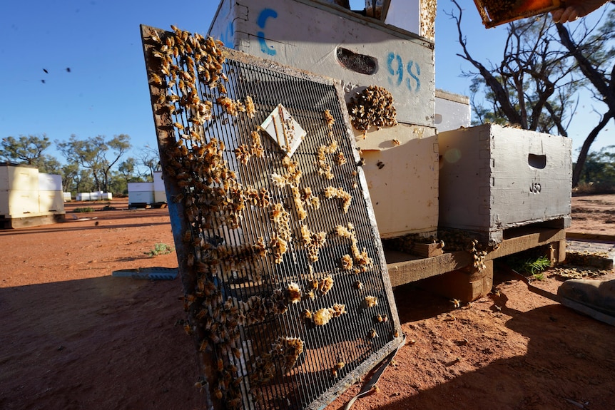 Bee honeycomb on hive tray