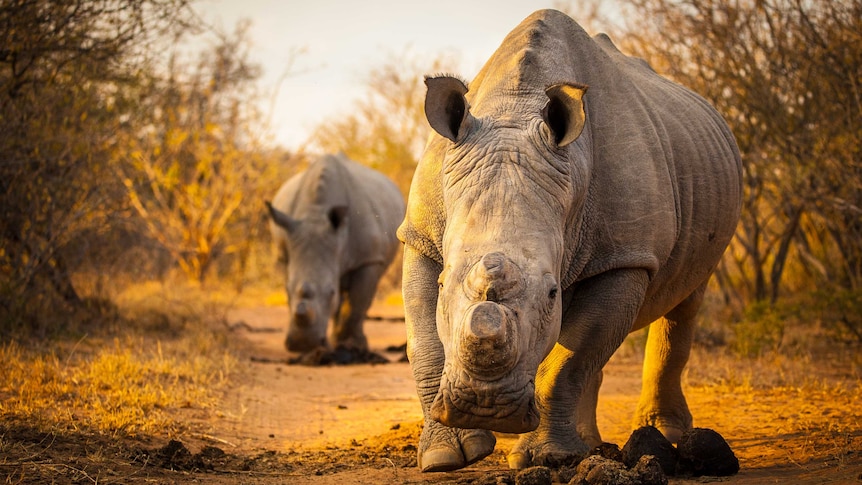 White rhinos