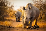 White rhino in South Africa
