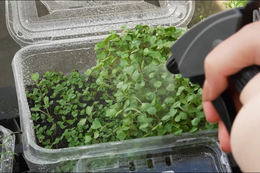 Small plants in a plastic container being sprayed with water