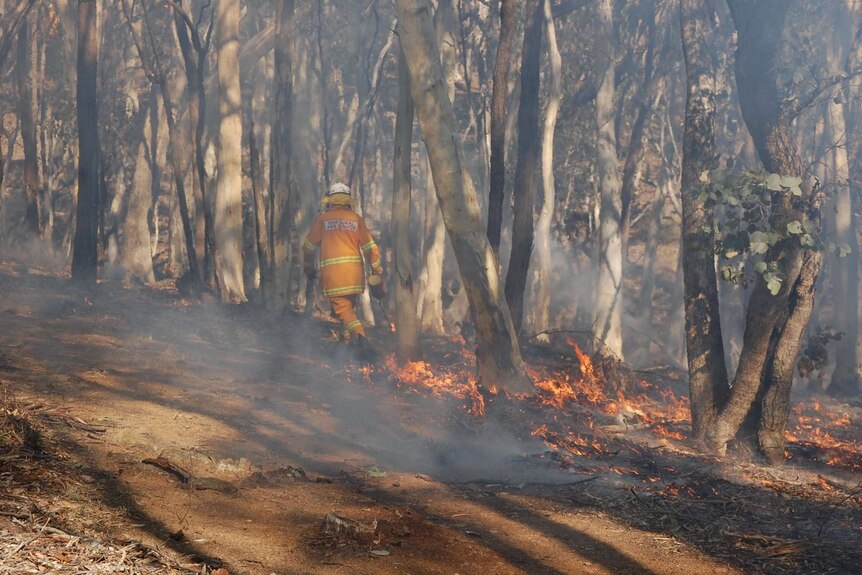 A rural fire brigade member during a controlled in the Australian bush.