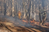 A rural fire brigade member during a controlled in the Australian bush.