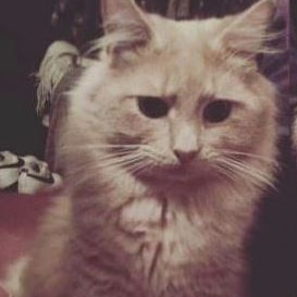 A ginger and white cat sitting down