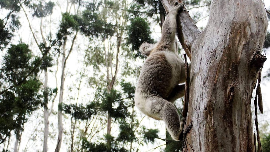 koala climbing a tree in northern rivers region of nsw