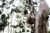 koala climbing a tree in northern rivers region of nsw