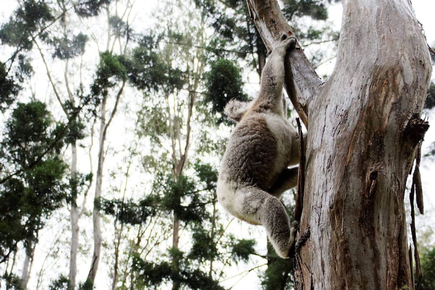 koala climbing a tree in northern rivers region of nsw