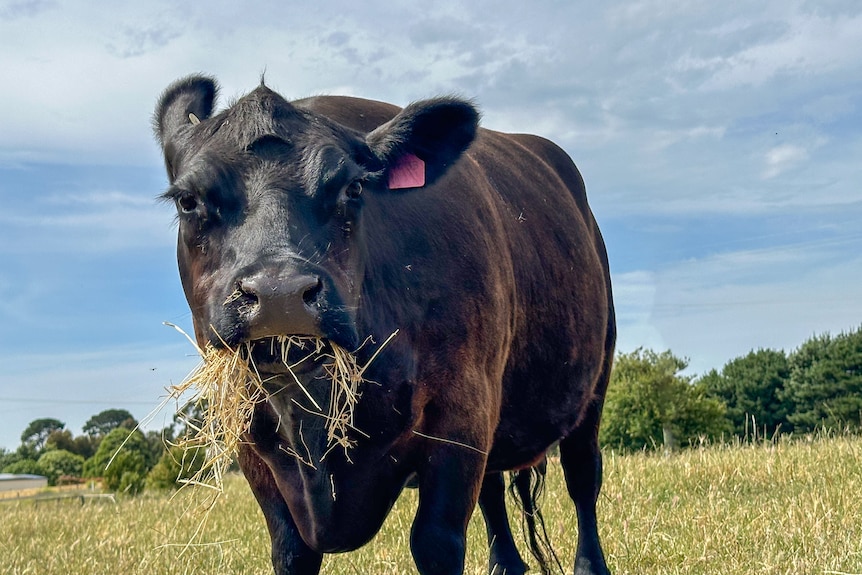 A cow eating hay. 