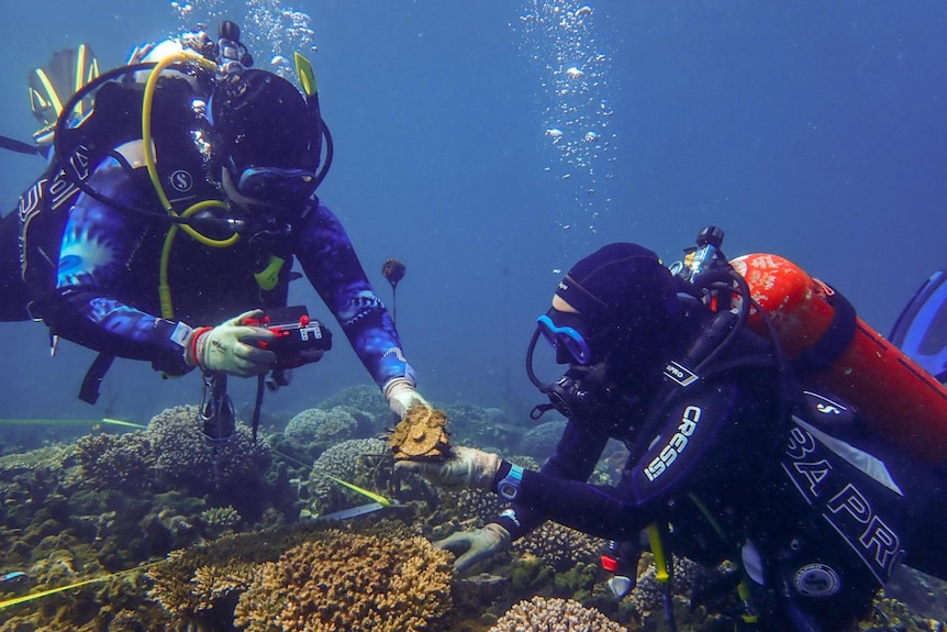 two scuba divers look at a piece of coral underwater