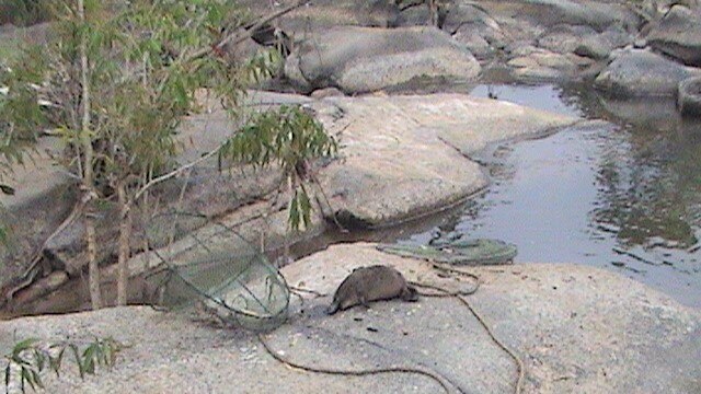 A large dead platypus lays on rocks near a creek where it's been removed from a yabby pot it was trapped in.