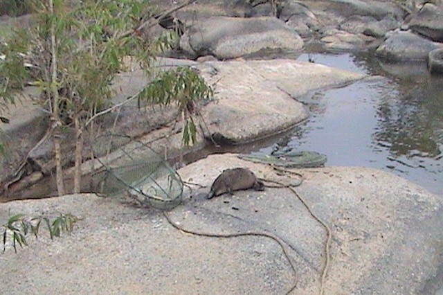 A large dead platypus lays on rocks near a creek where it's been removed from a yabby pot it was trapped in.