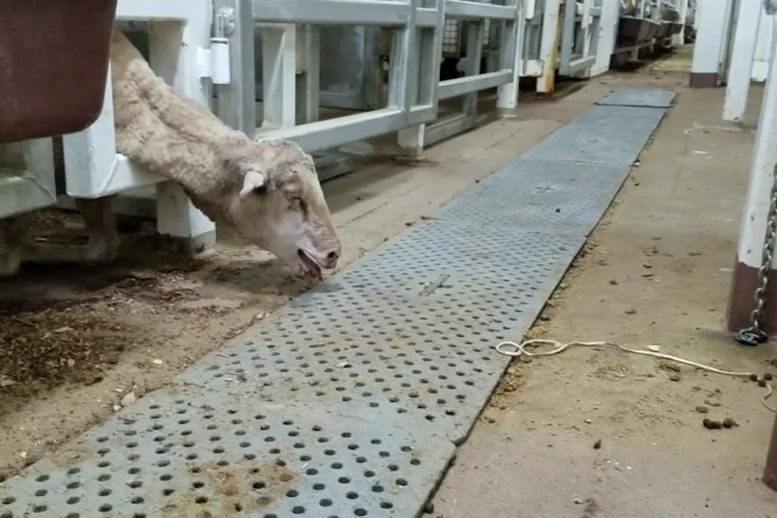  A sheep in a very bad state hangs its head over bars with its eyes closed