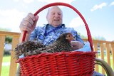 Priscilla the hen sits in a basket on the lap of Aubrey Lavis