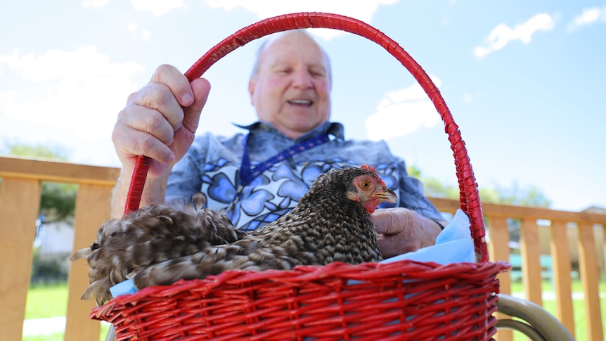 Priscilla the hen sits in a basket on the lap of Aubrey Lavis
